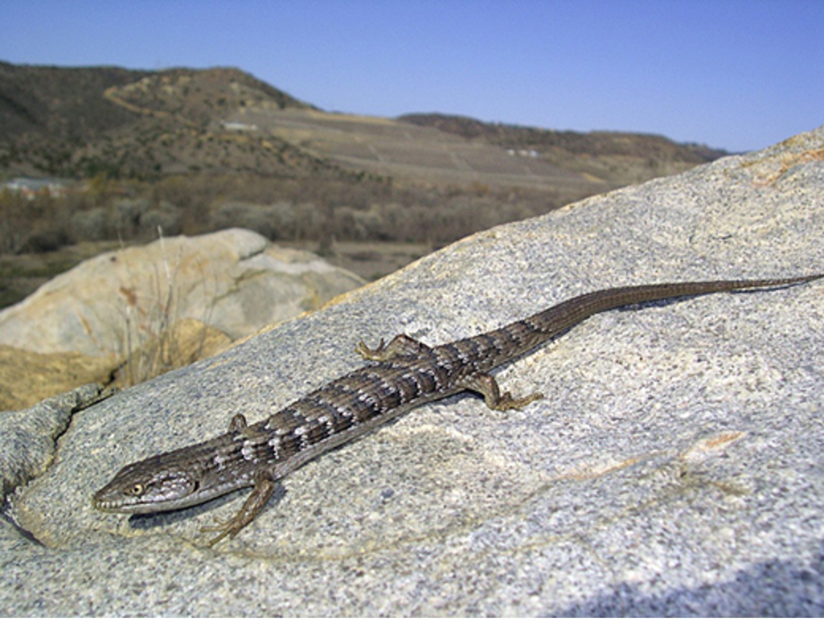 Alligator Lizard