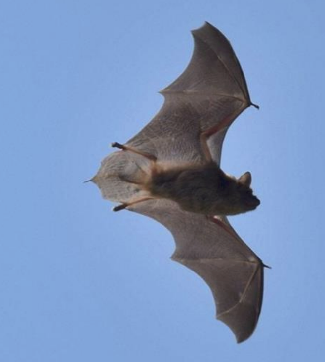 Bat