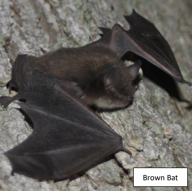 Bat