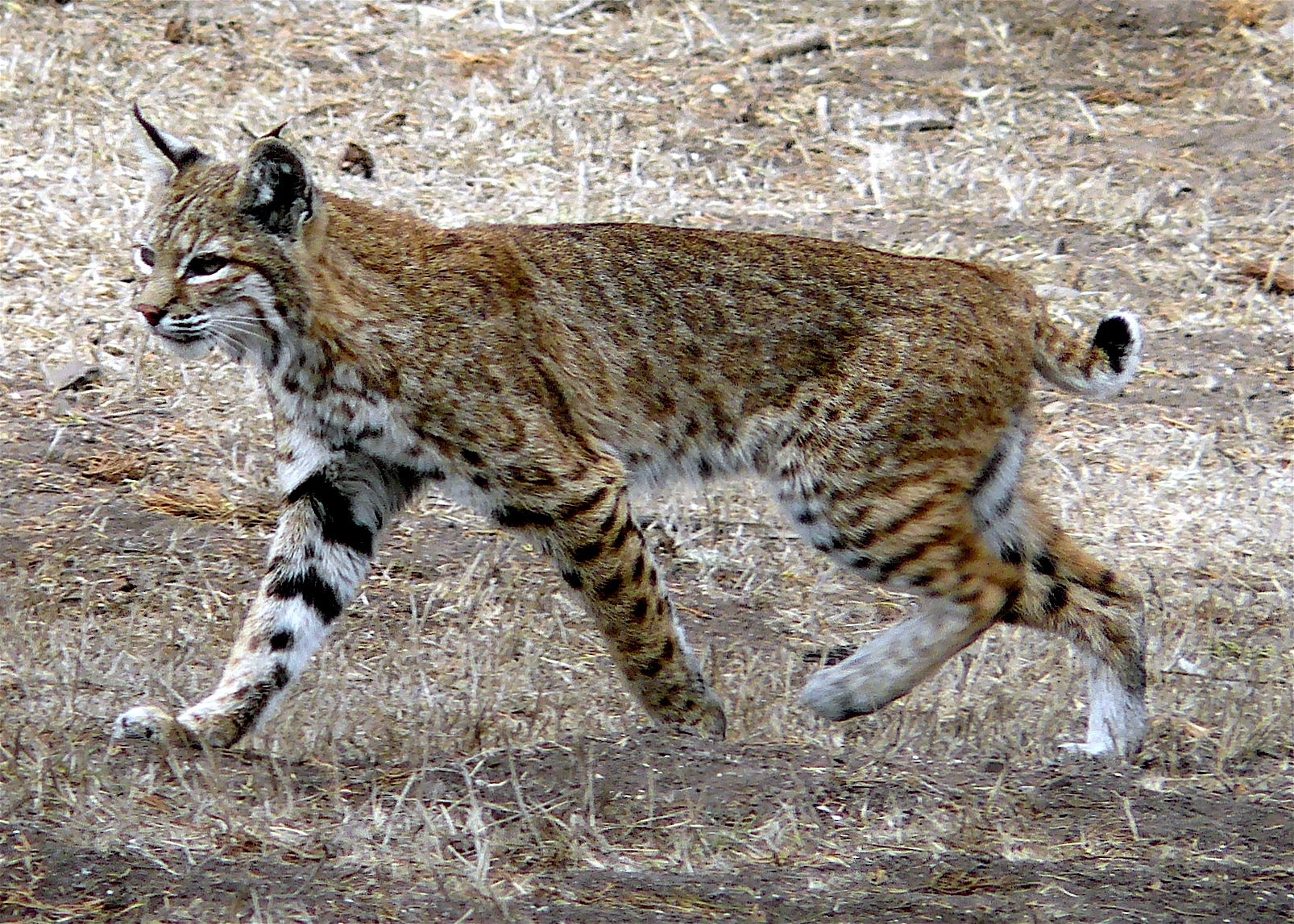 Bobcat