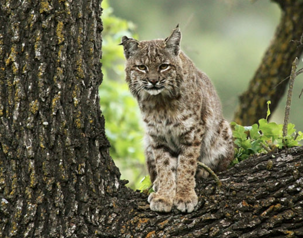 Bobcat