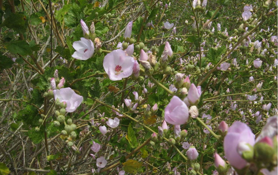 Bush Mallow