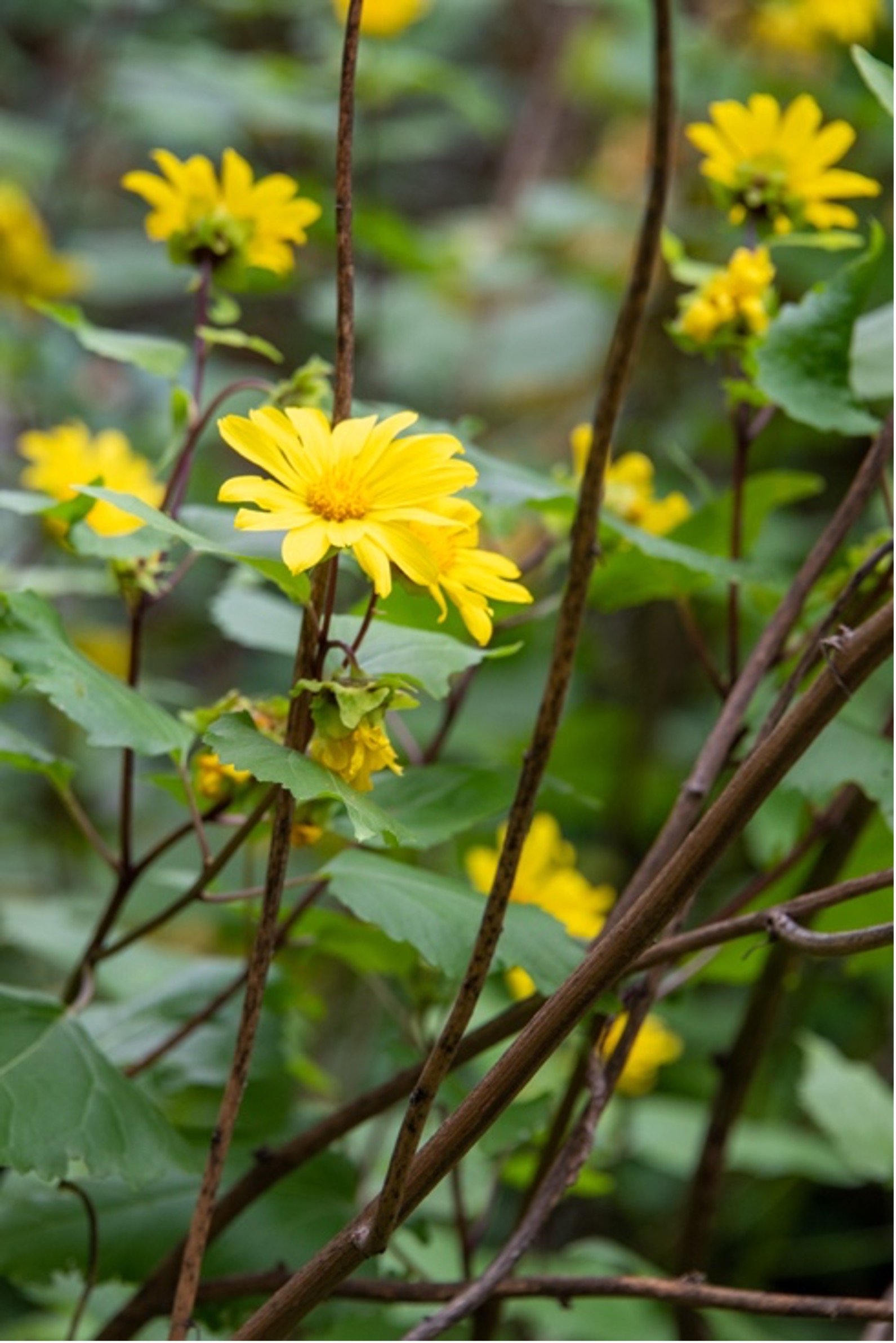 Bush Sunflower