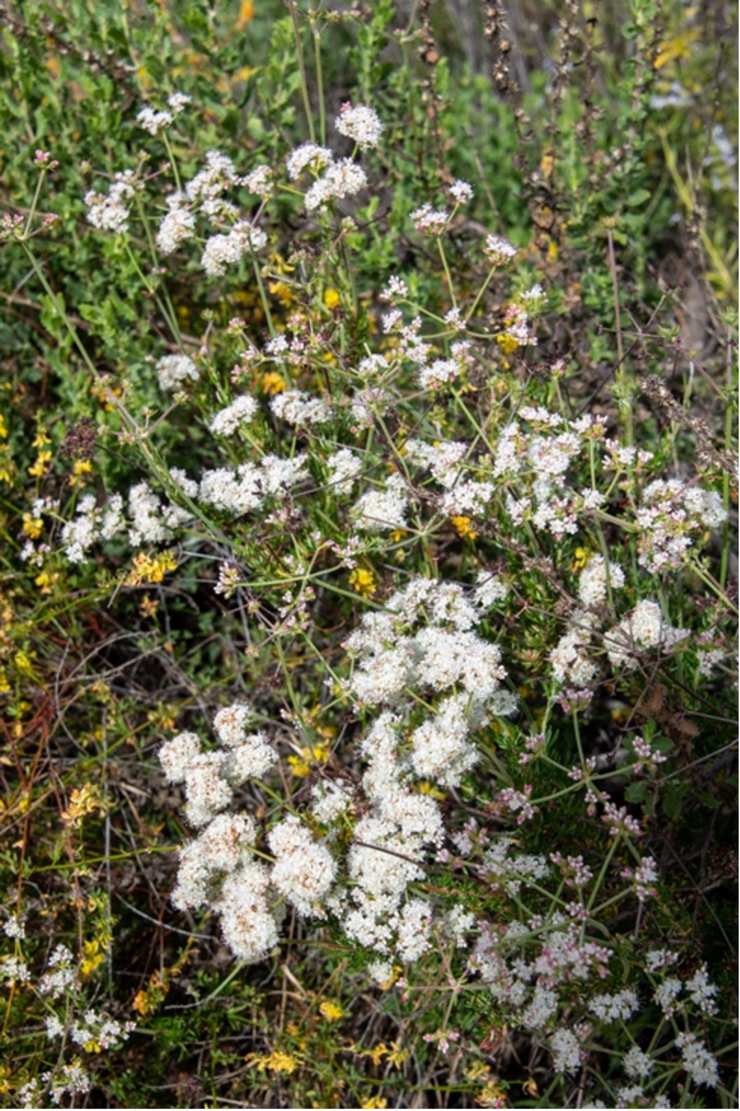California Buckwheat