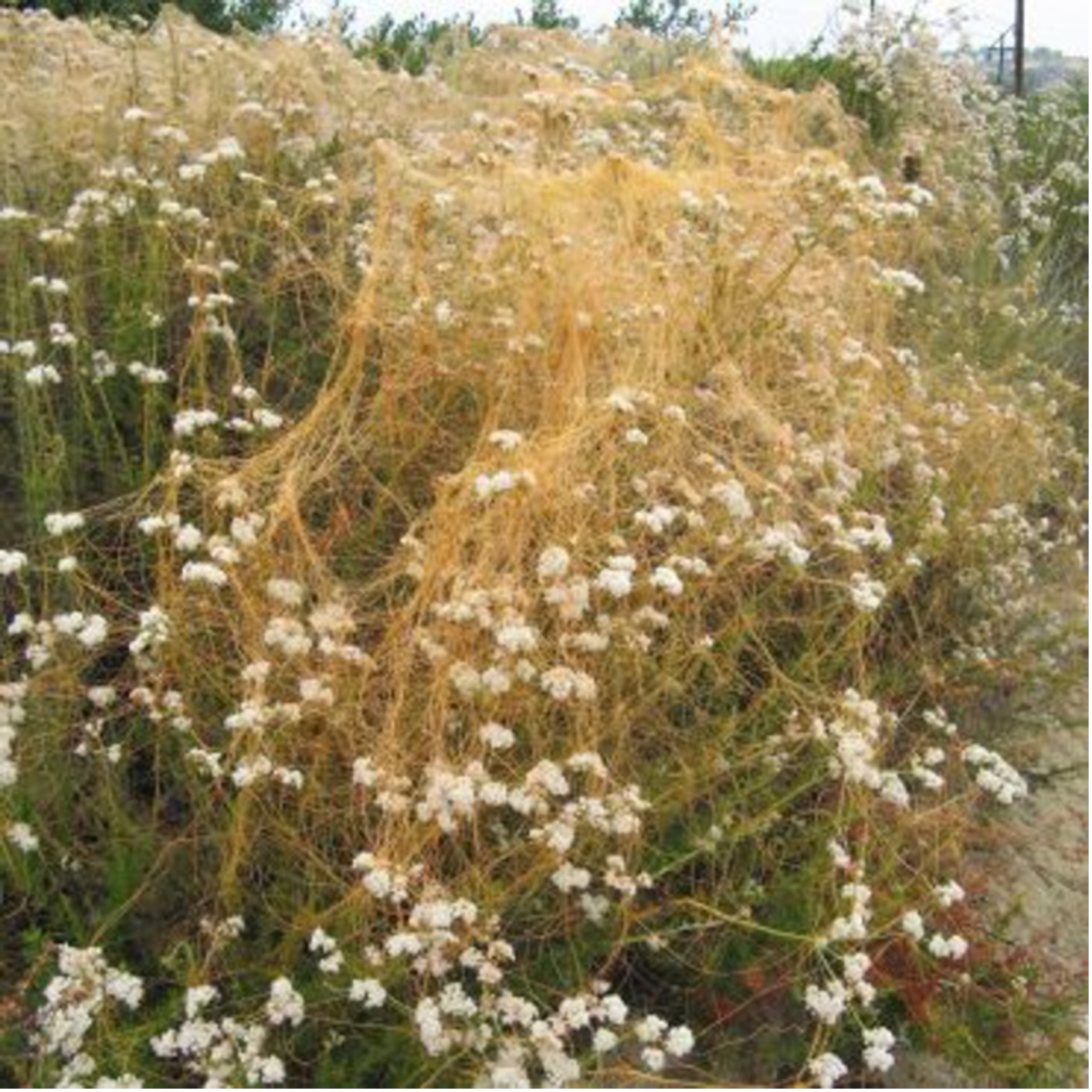 California Dodder