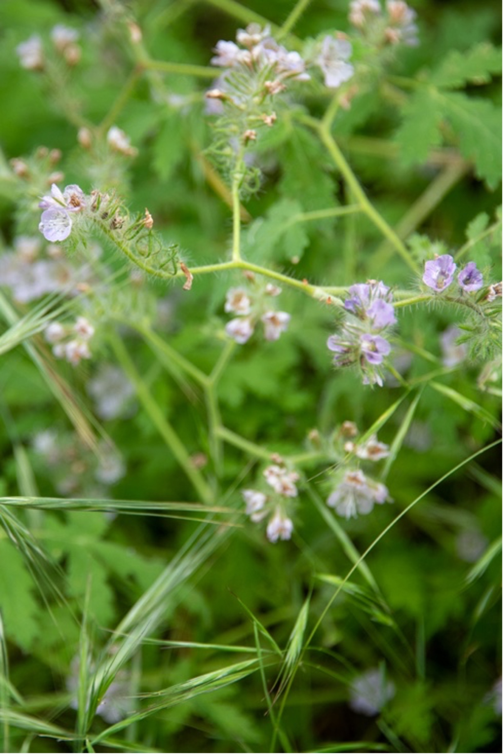 Caterpillar phacelia