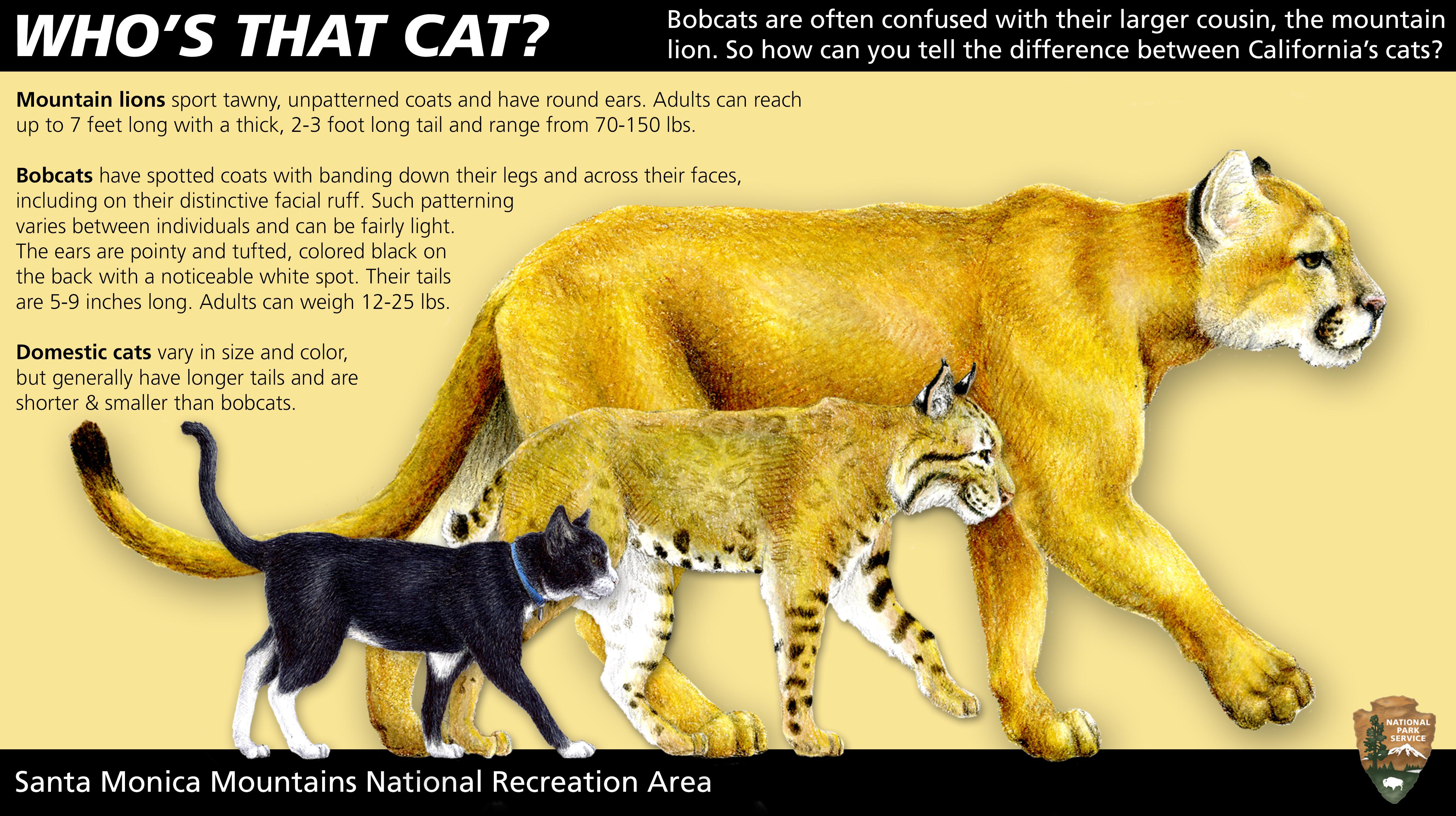 Cats
