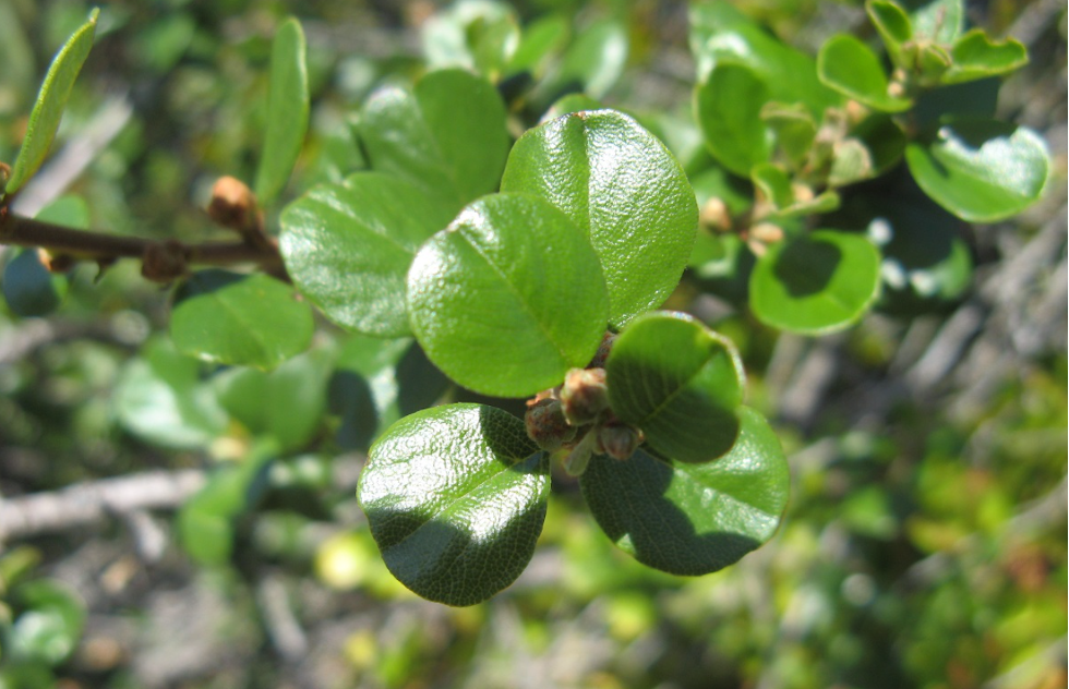 Ceanothus