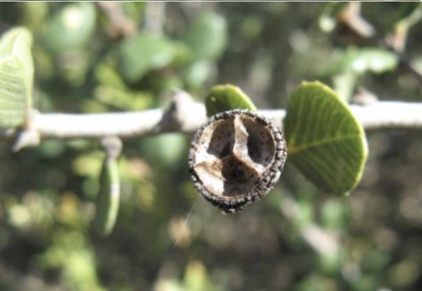 Ceanothus