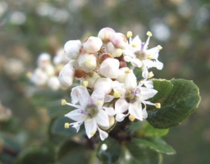 Ceanothus