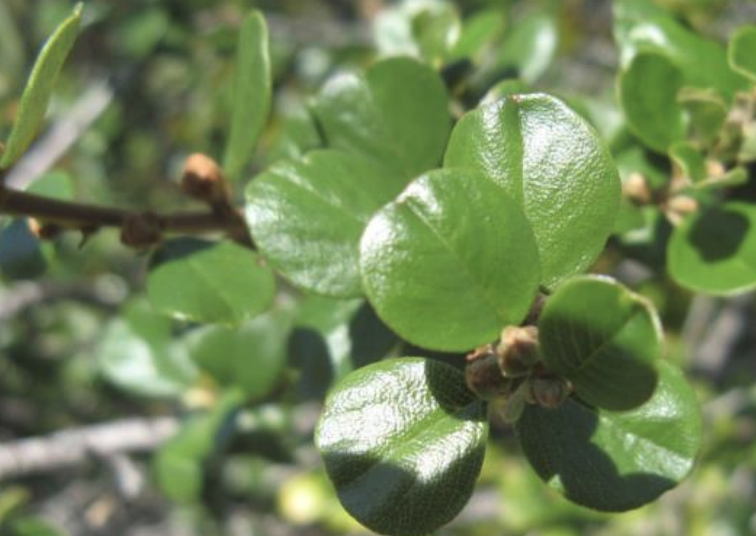 Ceanothus