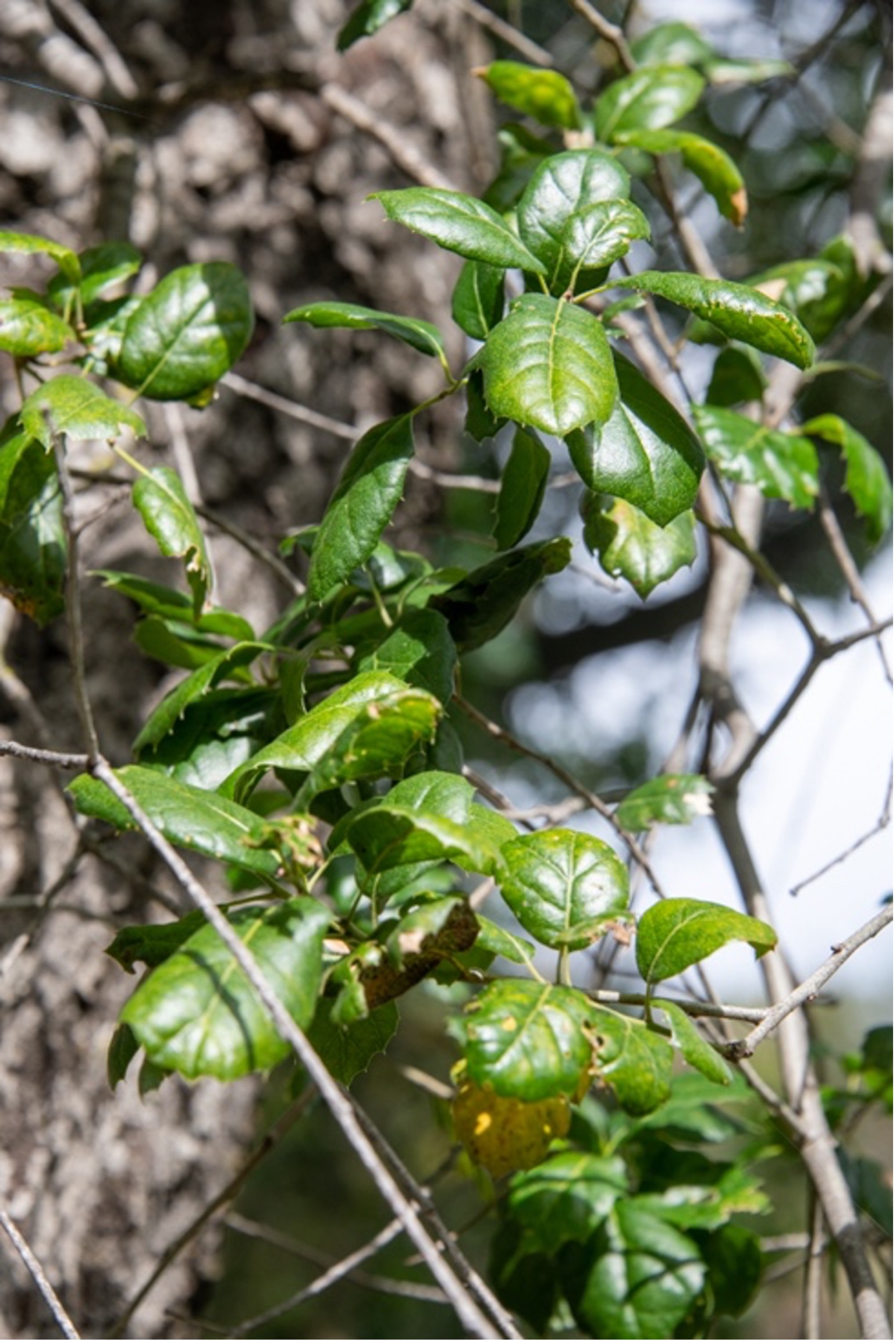 Coast Live Oak