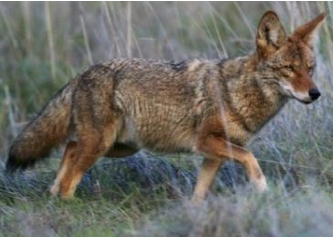 Coyote