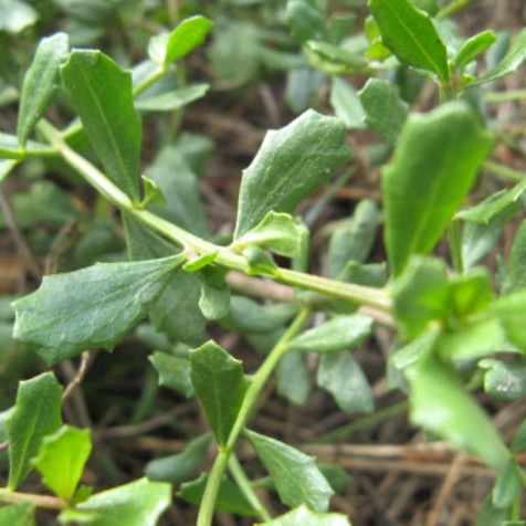Coyote Brush
