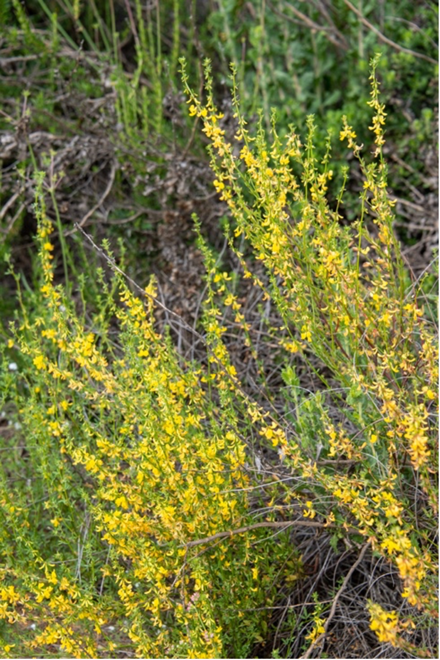 Deer Weed