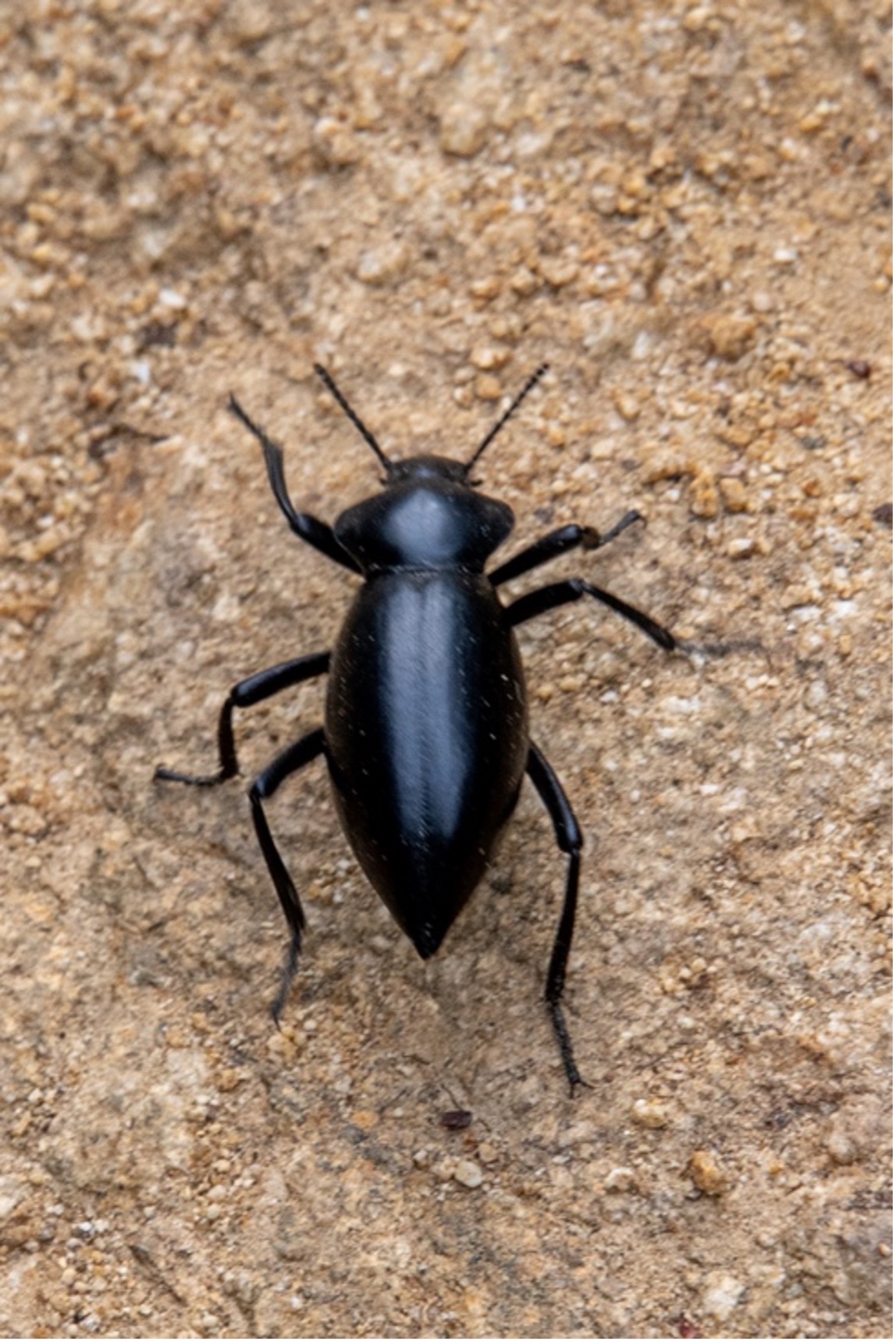 Desert Stink Beetle