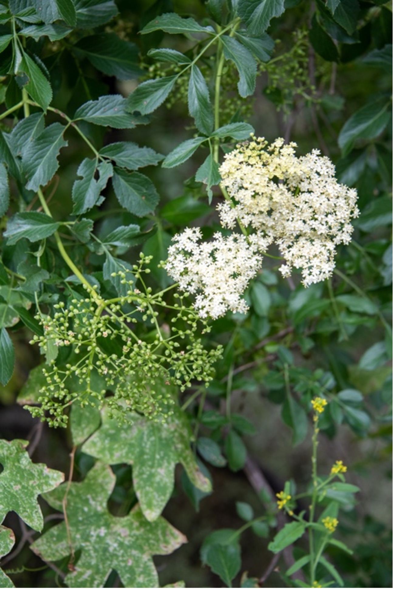 Elderberry
