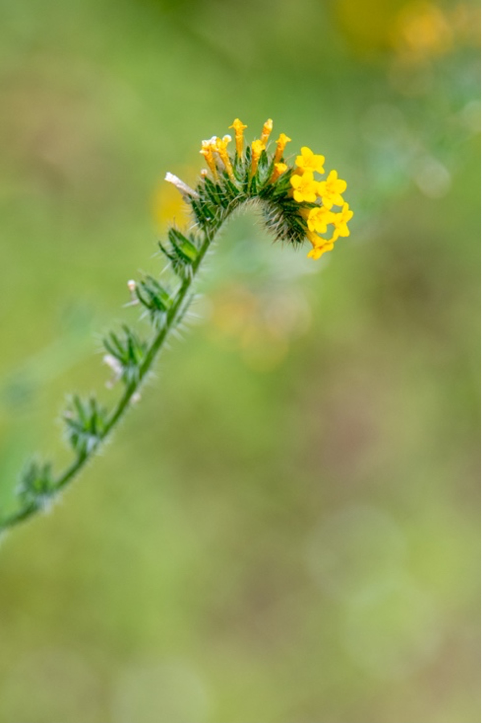 Fiddleneck