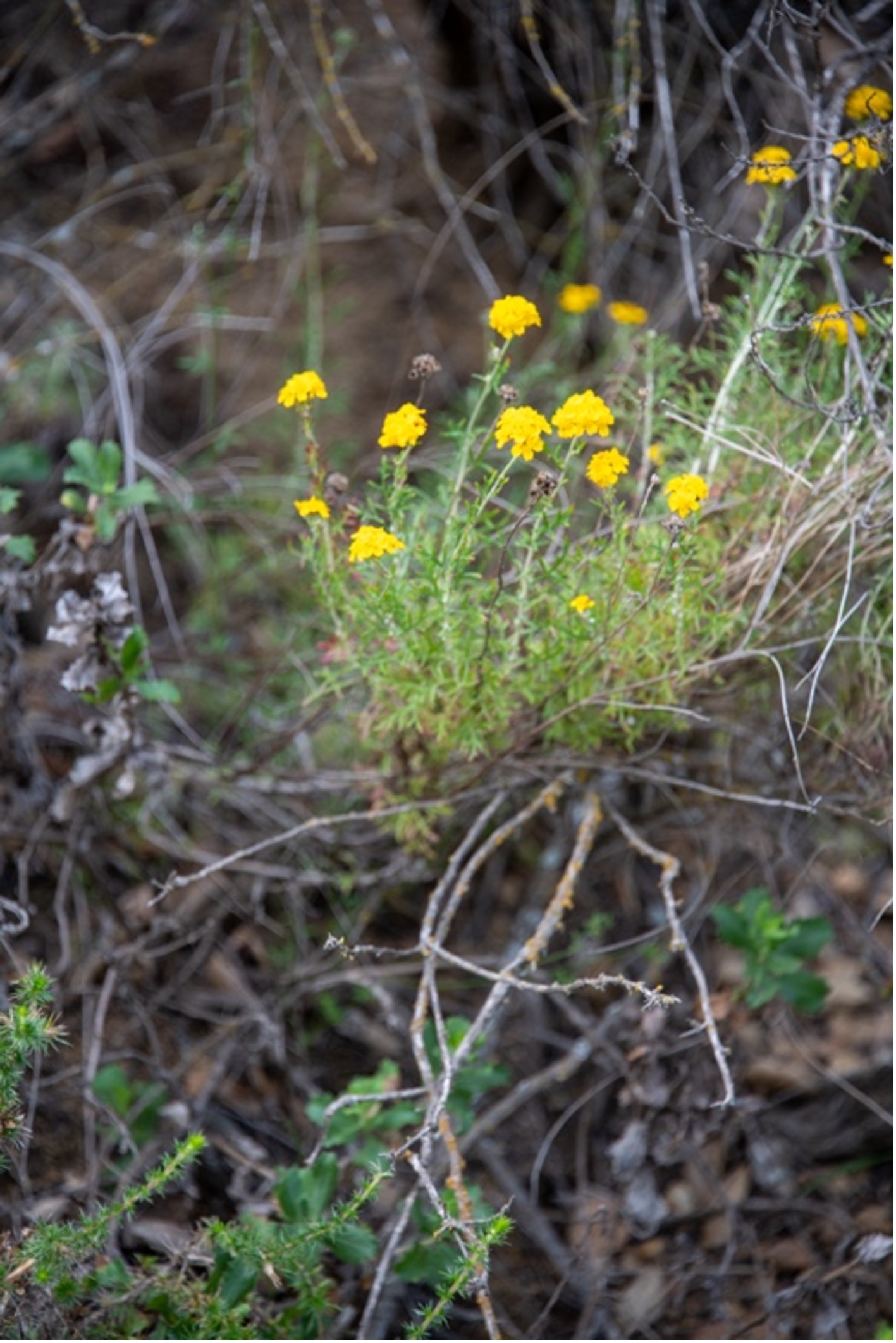 Golden Yarrow