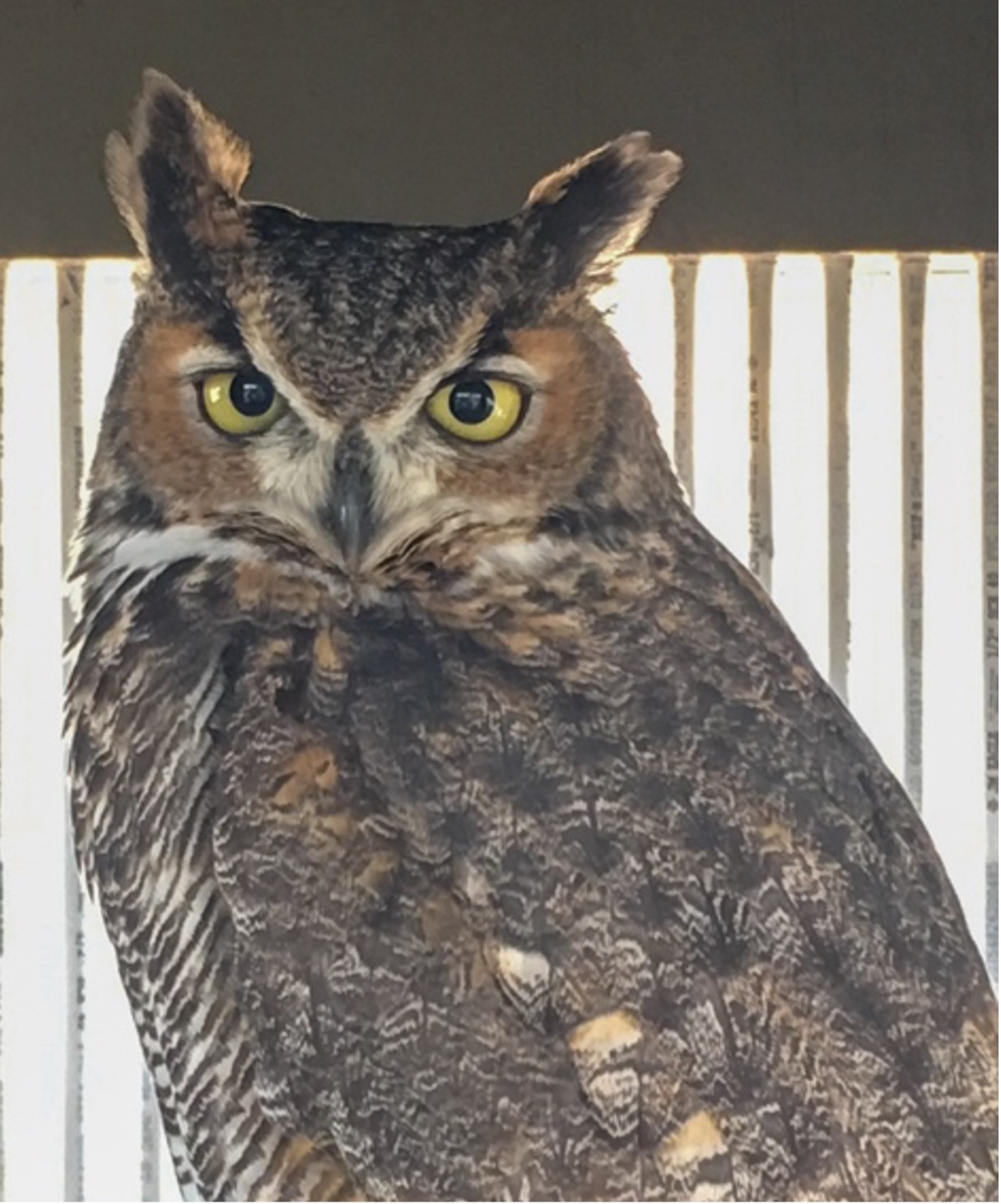 Great Horned Owl