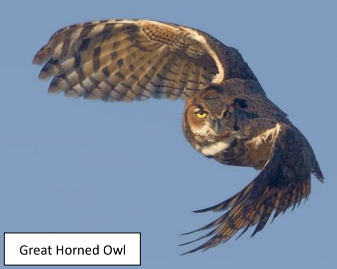 Great Horned Owl