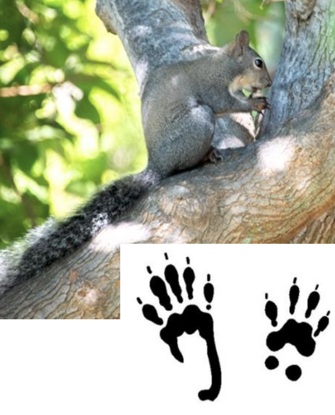 Ground & Grey Squirrel