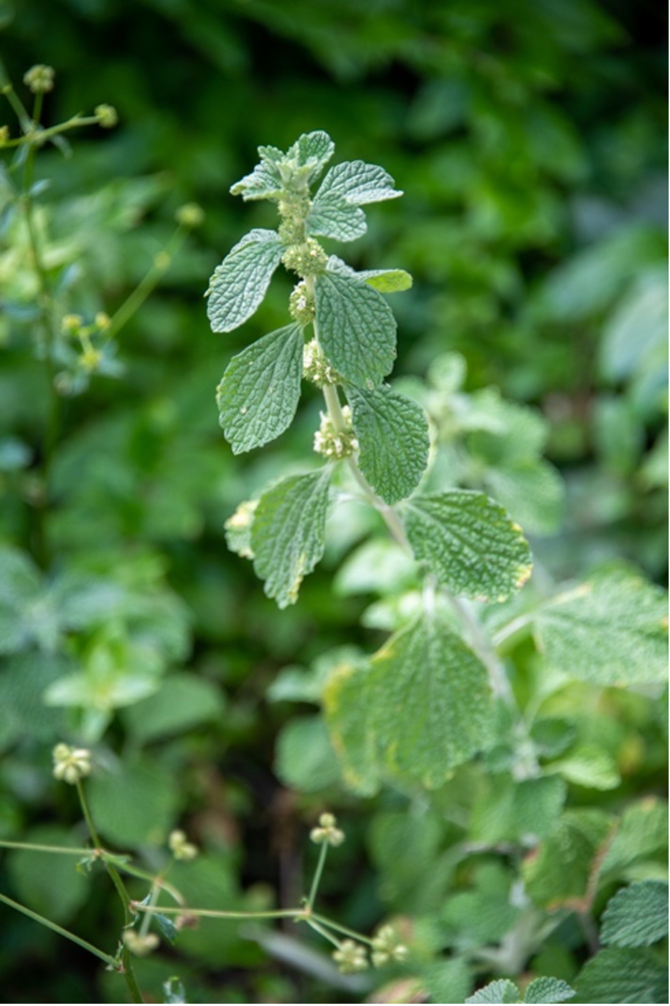 Horehound