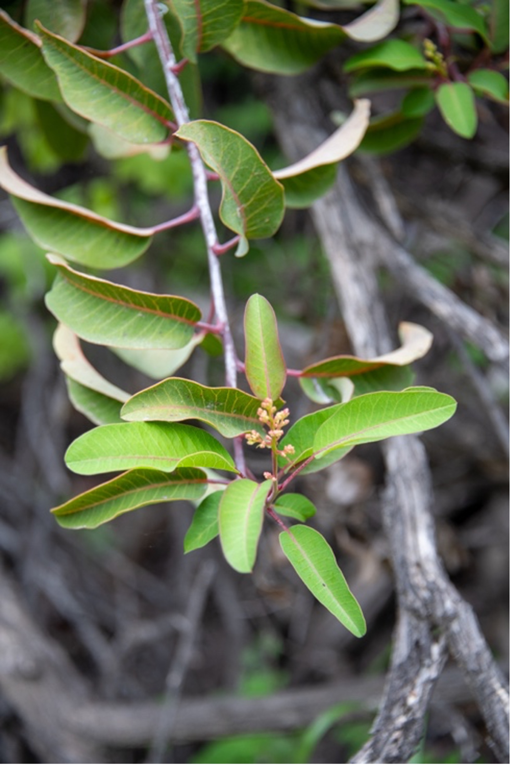 Laurel Sumac