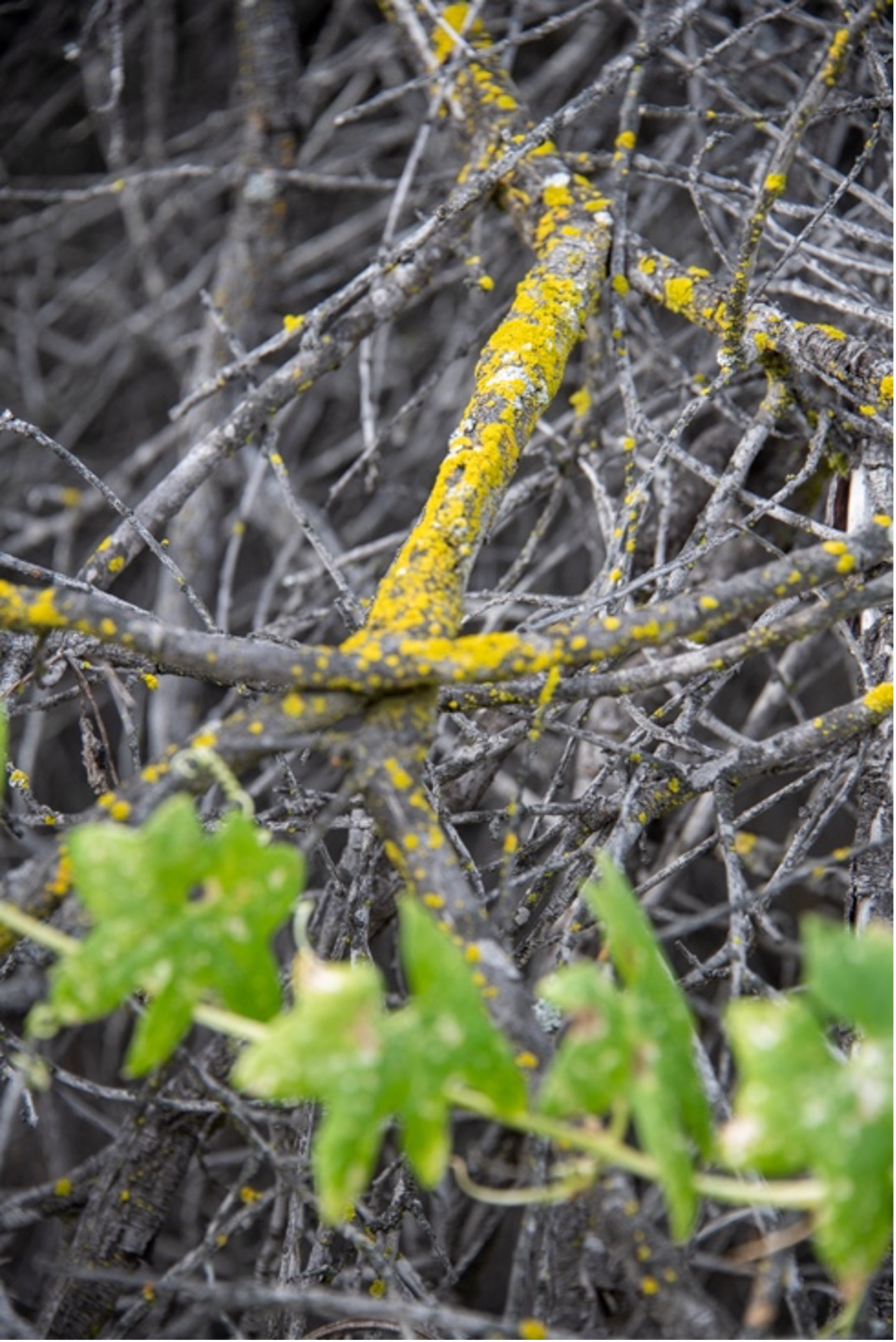 Lichen
