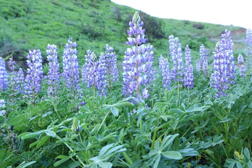 Lupine