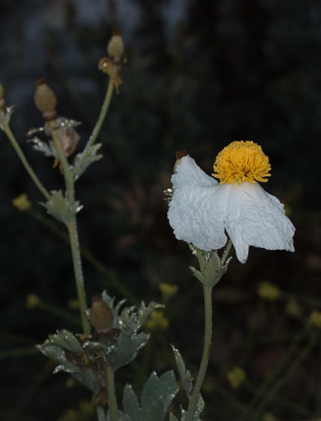 Matilija Poppy