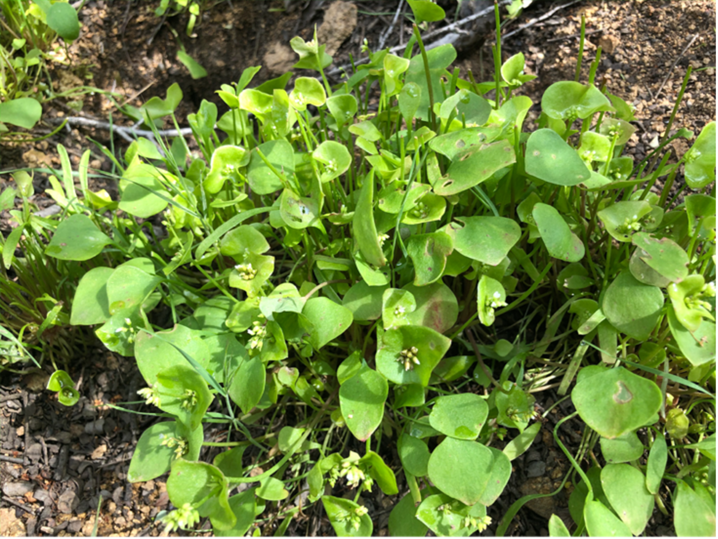 Miners Lettuce