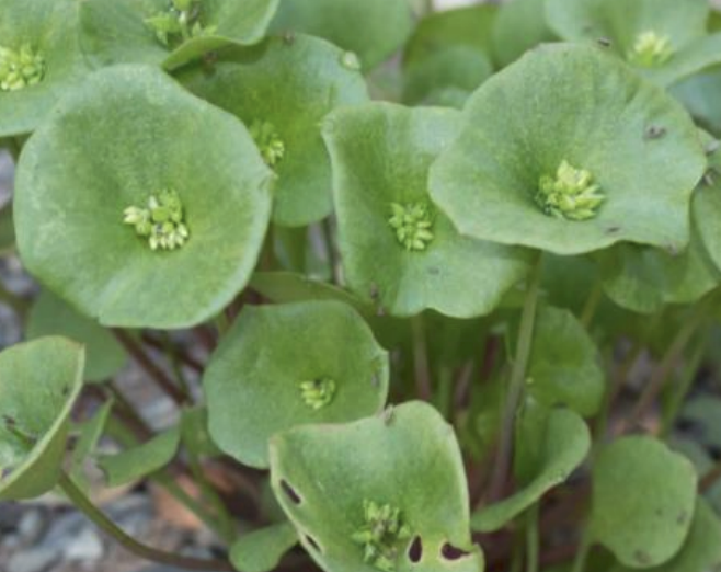 Miners Lettuce