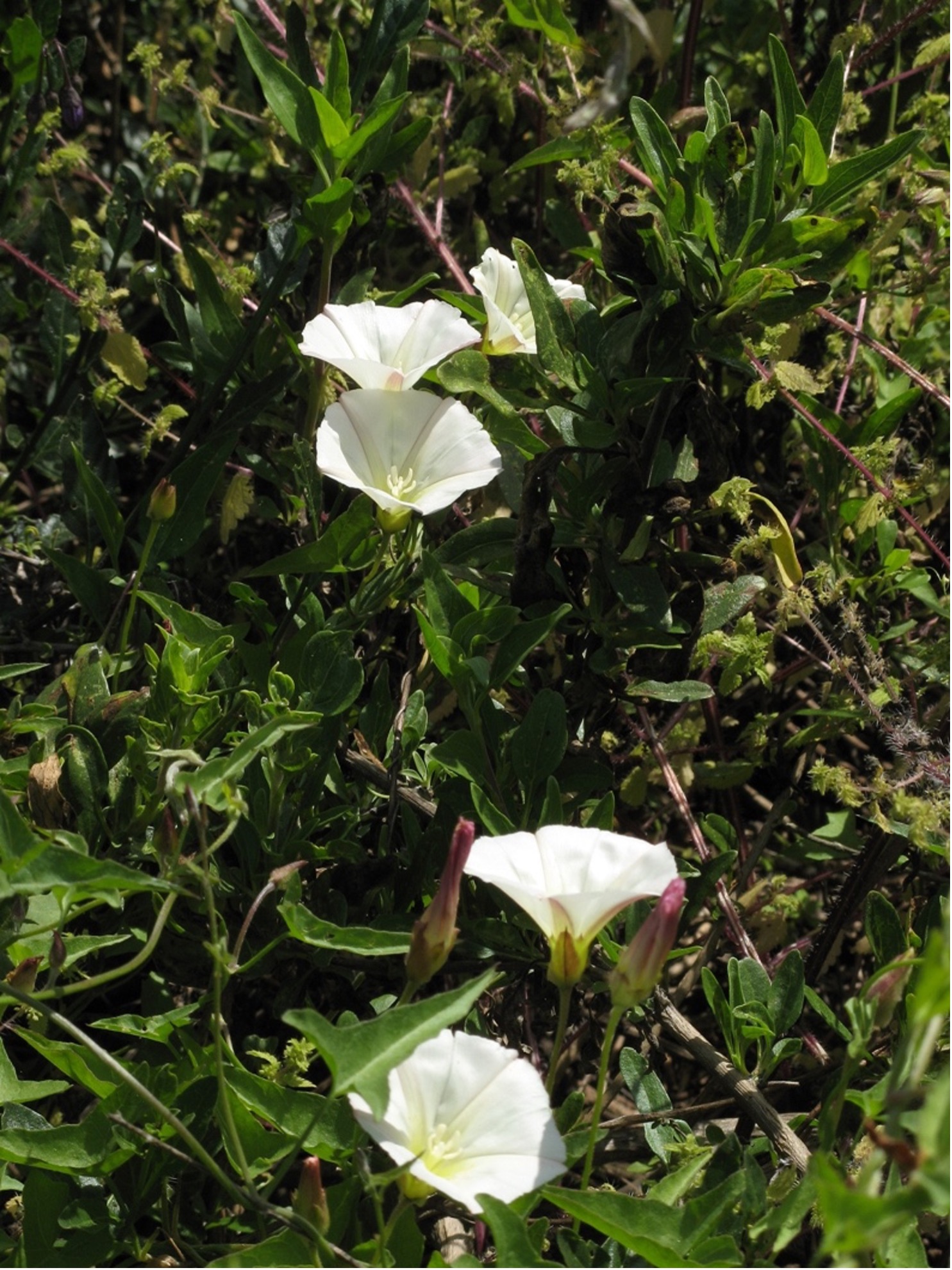 Morning Glory