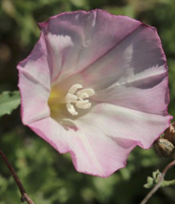 Morning Glory