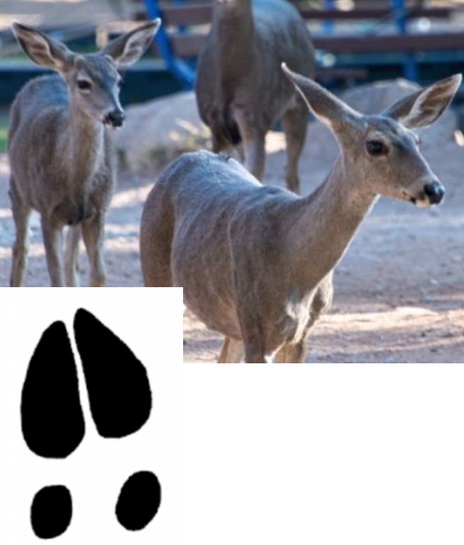 Mule Deer