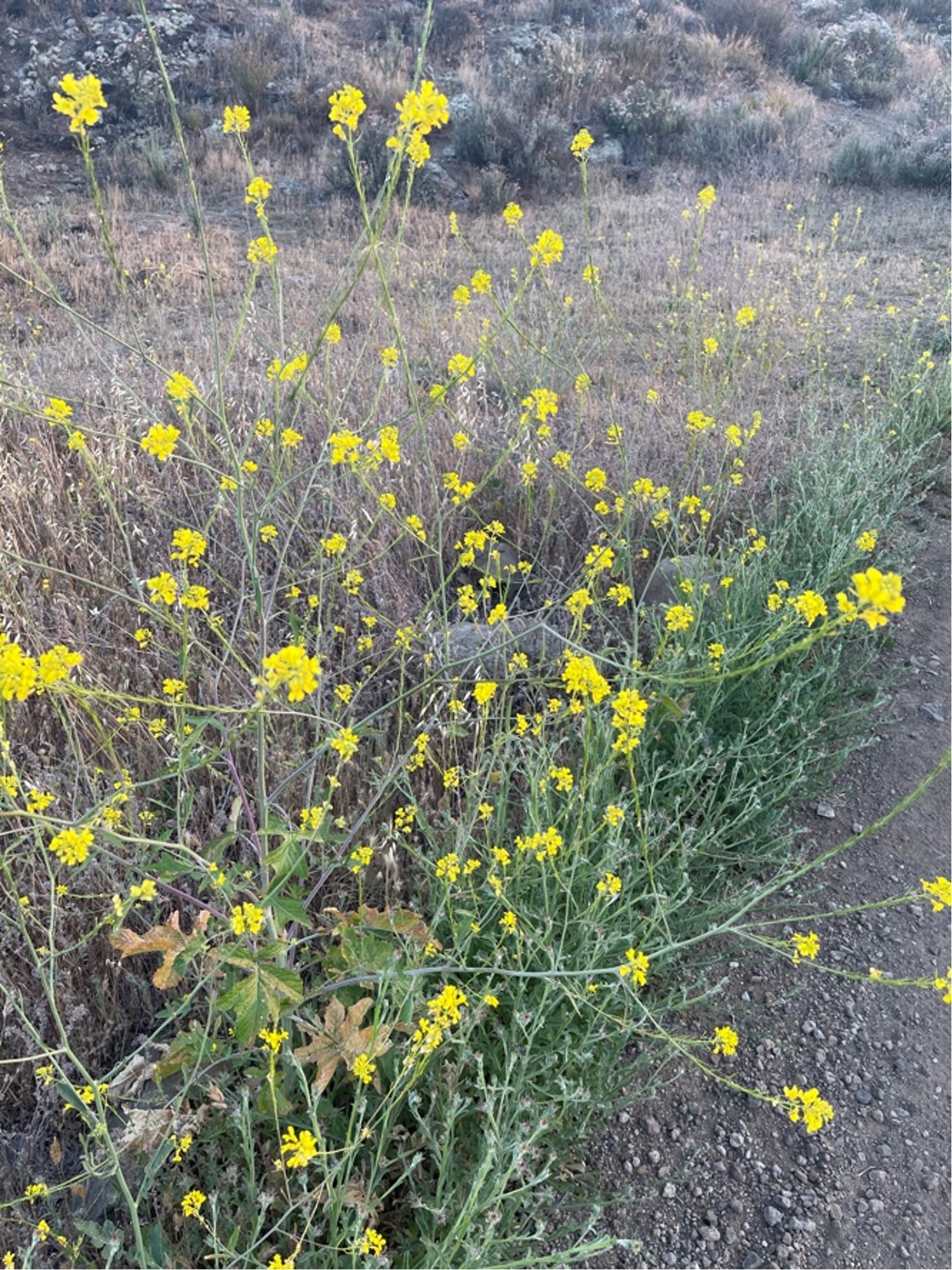 Mustard