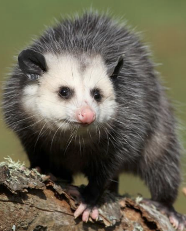 Opossum