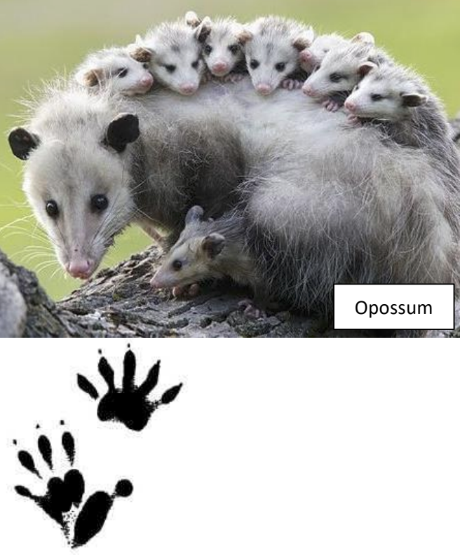 Opossum