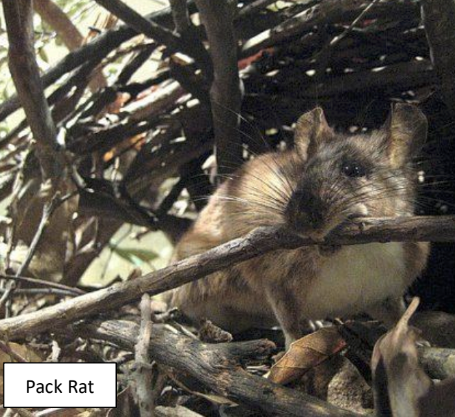 Pack Rat