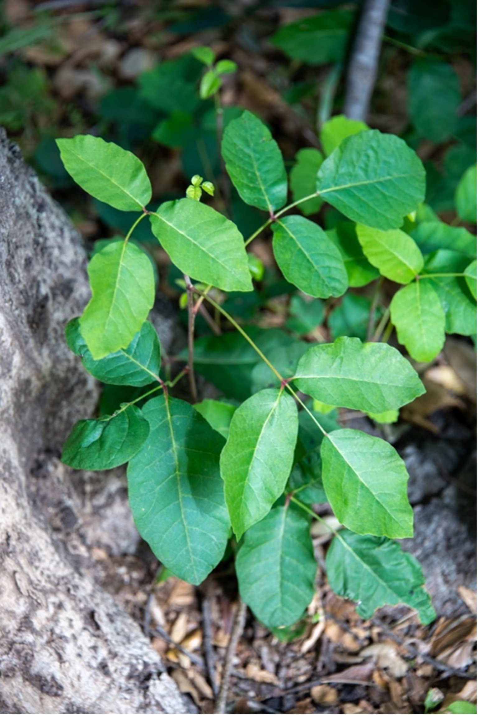 Poison Oak