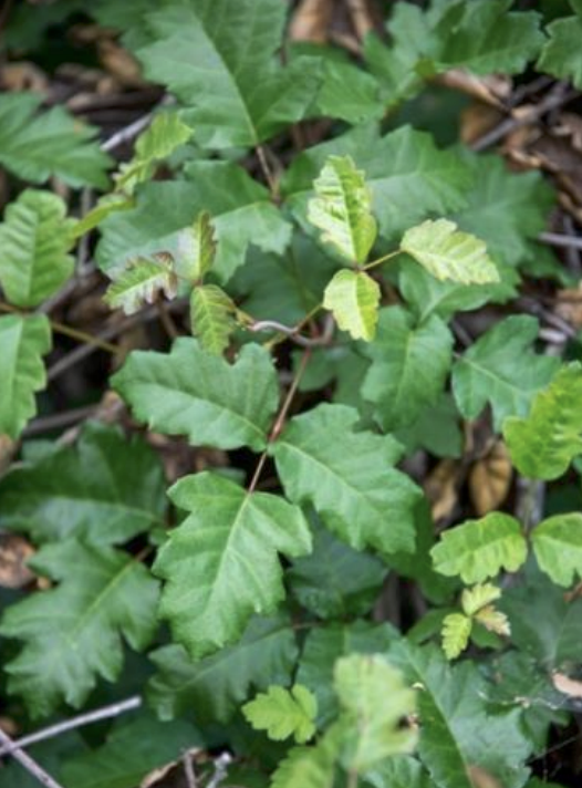 Poison Oak