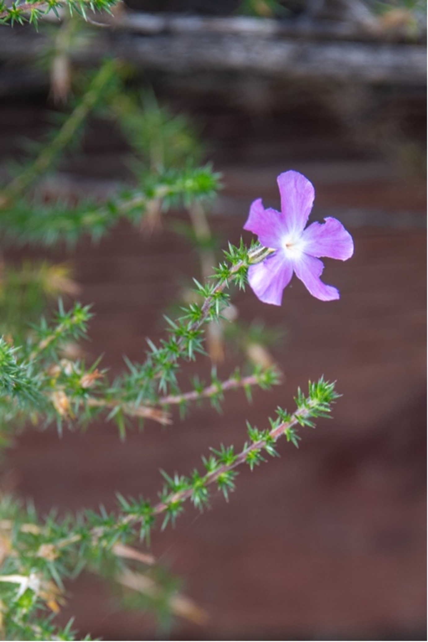 Prickly Phlox