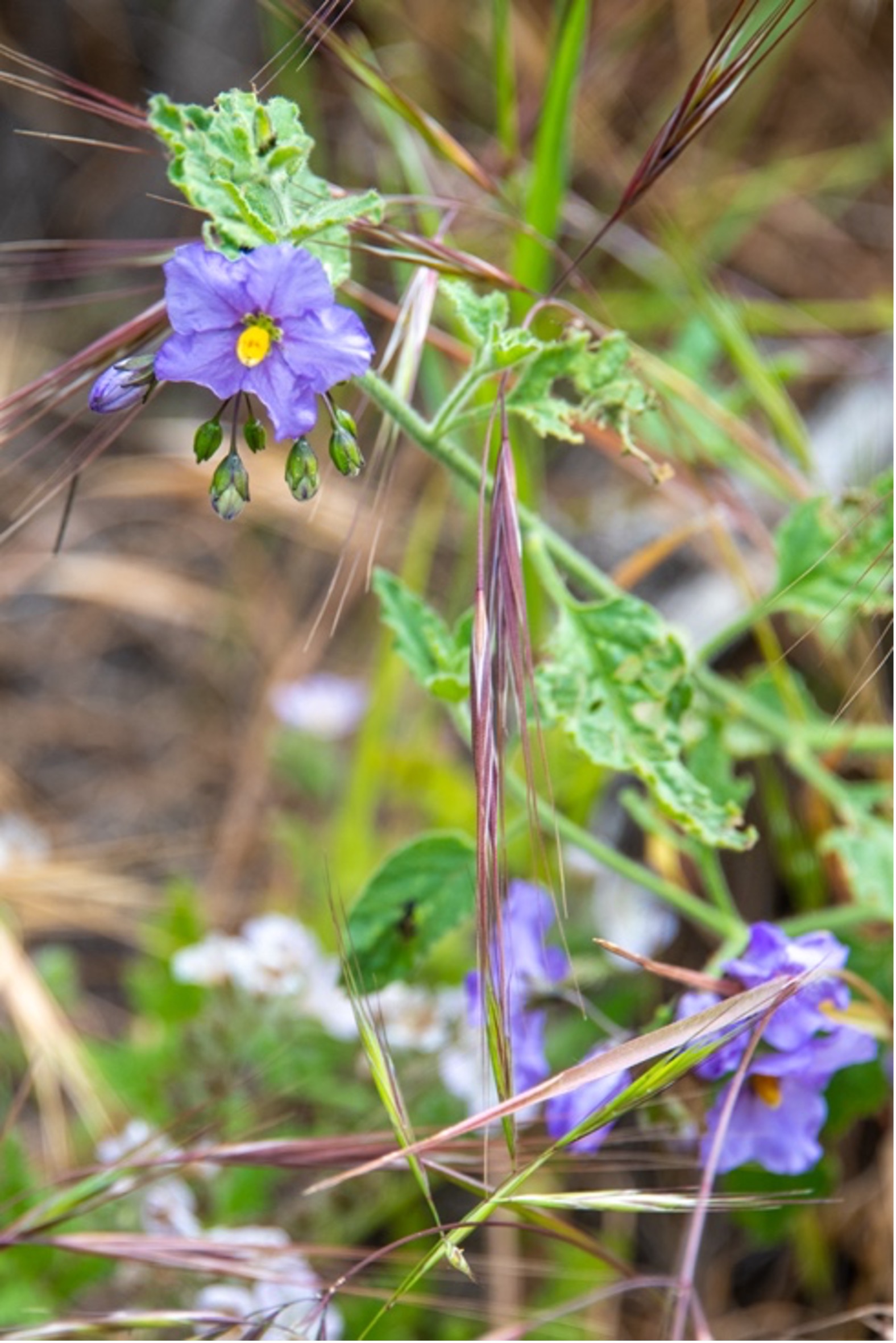 Purple Nightshade