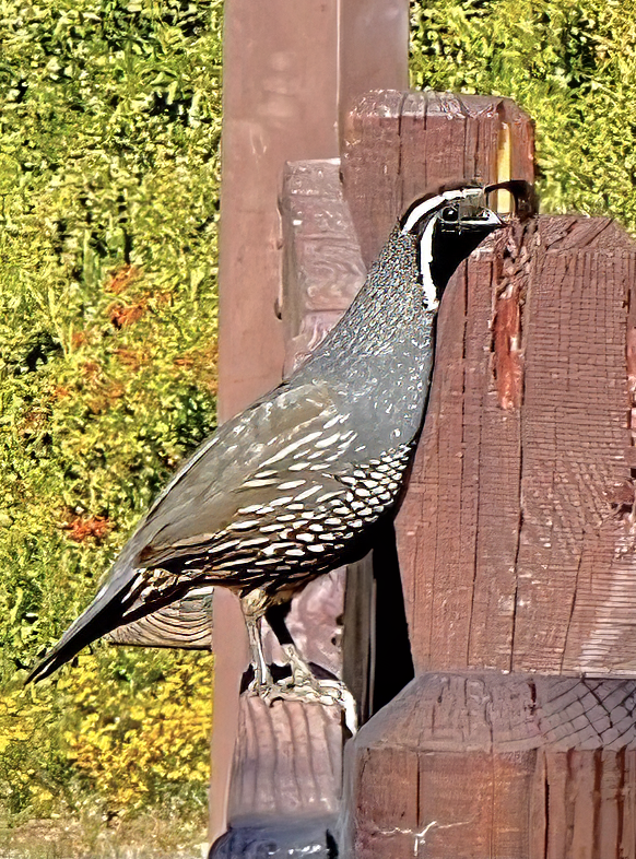 Quail