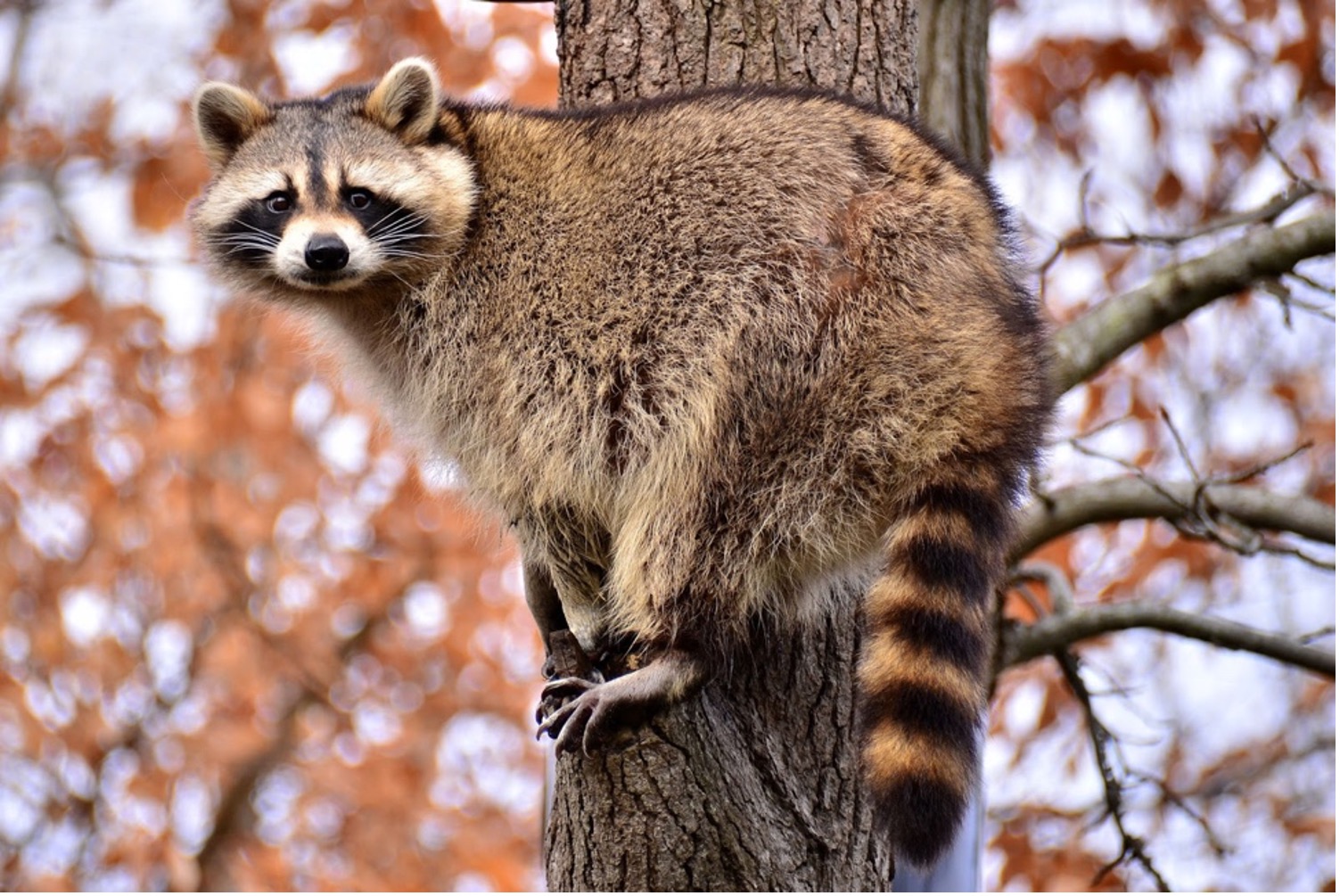 Raccoon