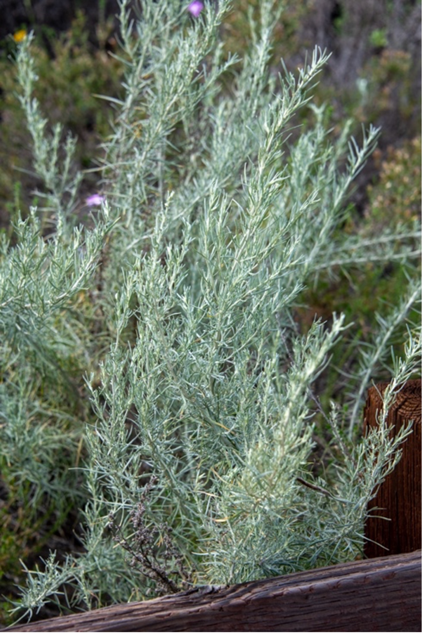 Sagebrush