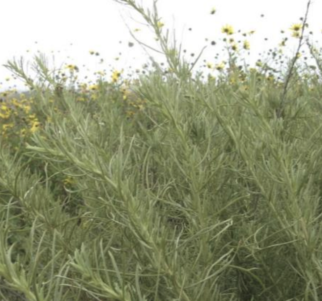 Sagebrush