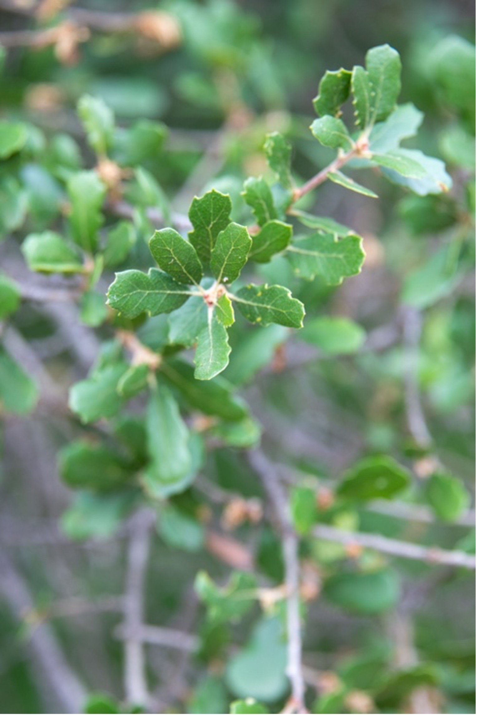 Scrub Oak