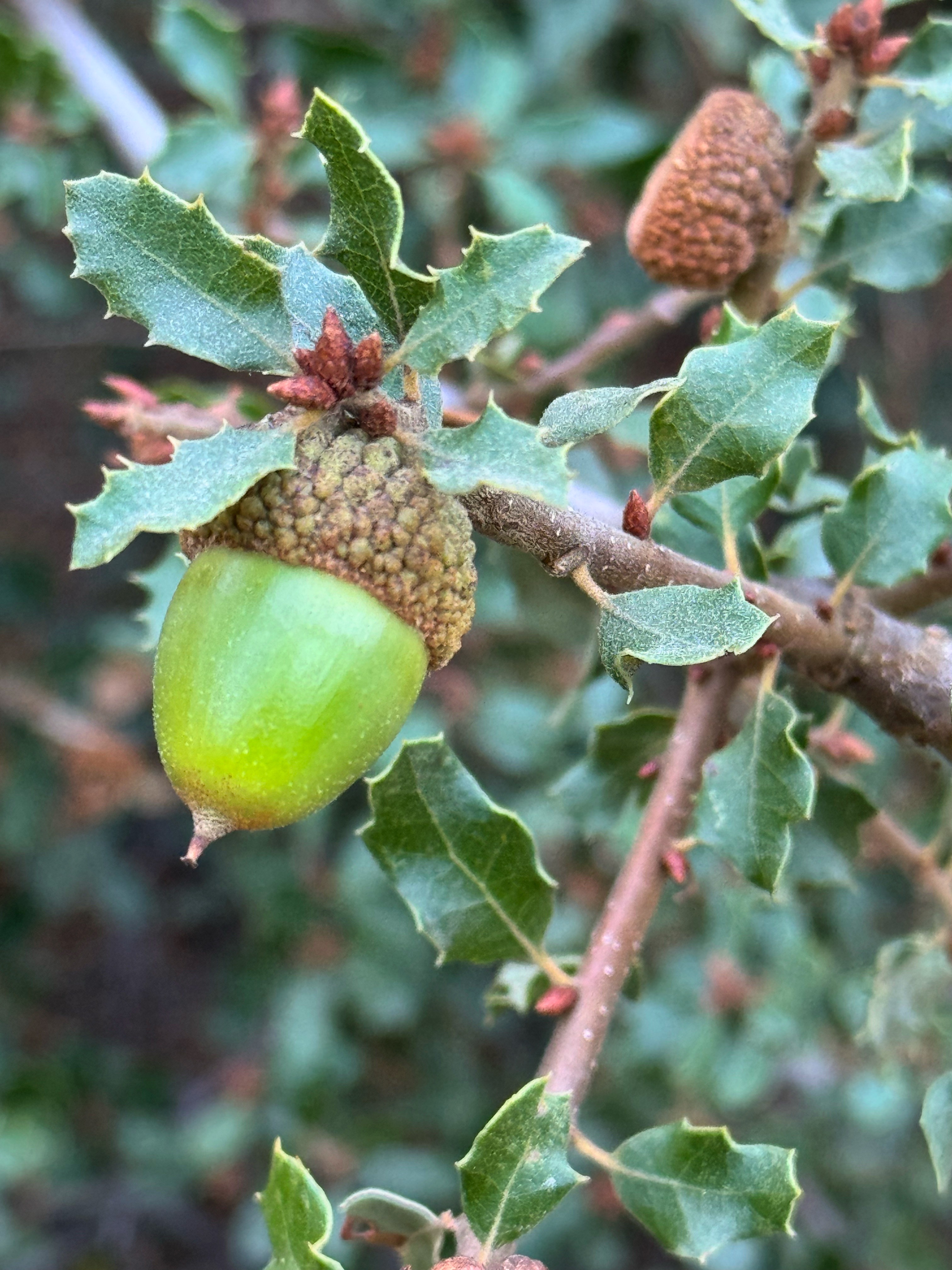 Scrub Oak